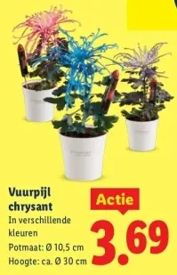 Aanbieding: Vuurpijl chrysant