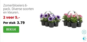 Aanbieding: Zomerbloeiers