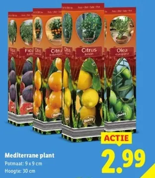 Aanbieding: Mediterrane plant