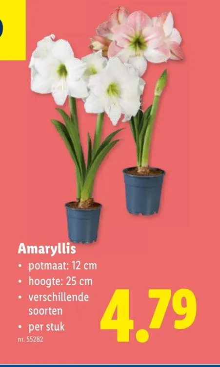 Promotie: Amaryllis