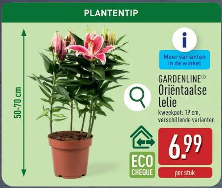 Promotie: Oriëntaalse lelie