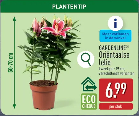Promotie: Oriëntaalse lelie