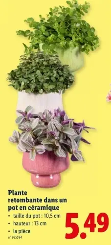 Offre: Plante retombante dans un pot en céramique