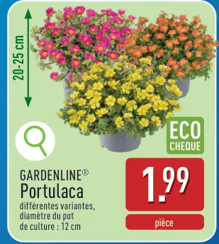 Offre: Portulaca