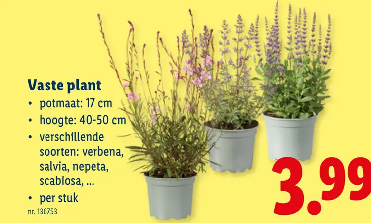 Promotie: Vaste plant
