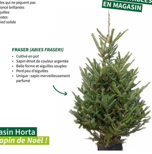 Offre: Fraser (abies fraseri)