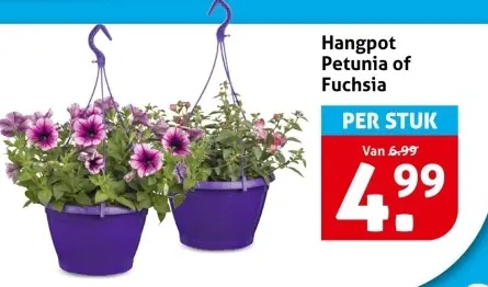 Hangpot Petunia of Fuchsia