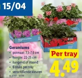 Promotie: Geraniums