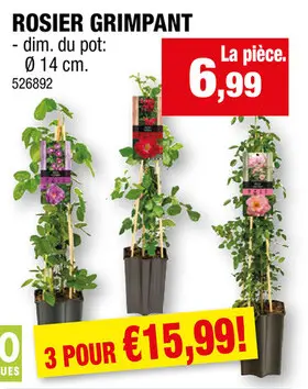 Offre: Rosier grimpant