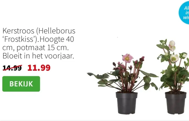 Aanbieding: Kerstroos (Helleborus 'Frostkiss')