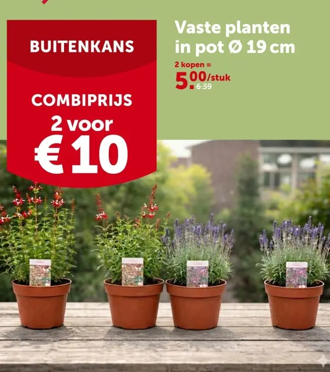 Promotie: Vaste planten in pot 