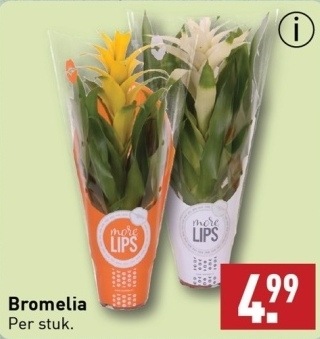 Aanbieding: Bromelia