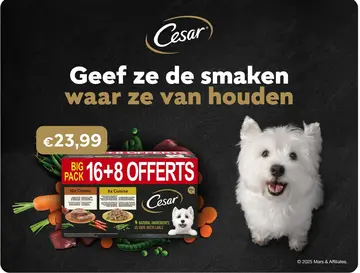 Aanbieding: Cesar