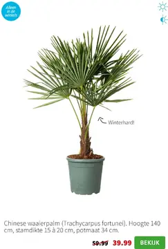 Aanbieding: Chinese waaierpalm (Trachycarpus fortunei)