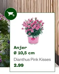 Aanbieding: Anjer