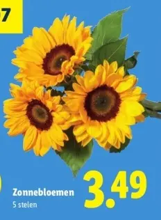 Aanbieding: Zonnebloemen