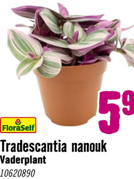 Aanbieding: FLORASELF Vaderplant Tradescantia nanouk potmaat Ø 12 cm H 20 cm