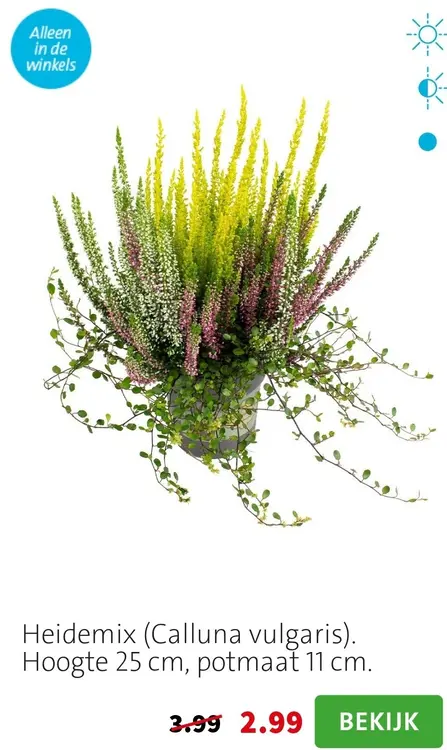 Aanbieding: Heidemix (Calluna vulgaris)