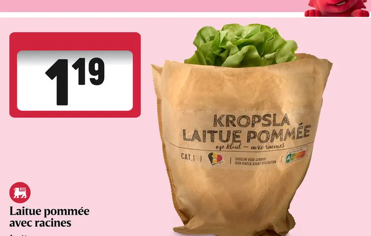 Offre: Laitue pommée