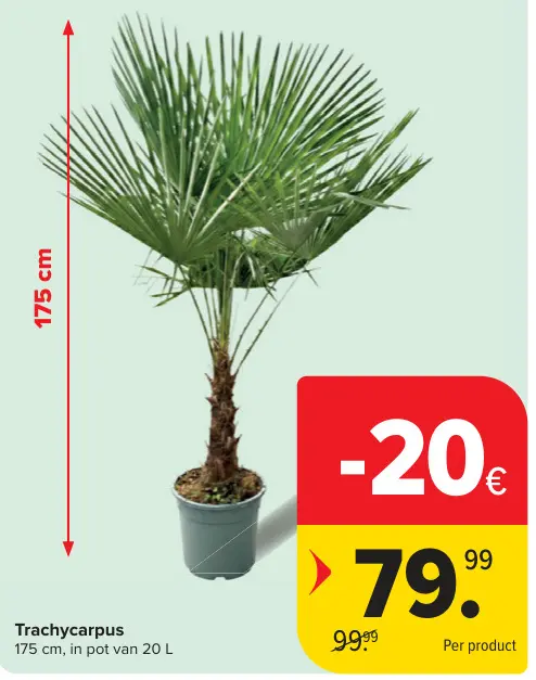 Promotie: Trachycarpus
