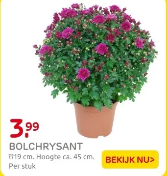Aanbieding: Bolchrysant