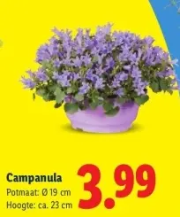 Aanbieding: Campanula