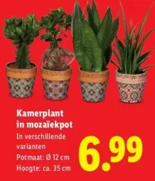 Aanbieding: Kamerplant in mozaïekpot