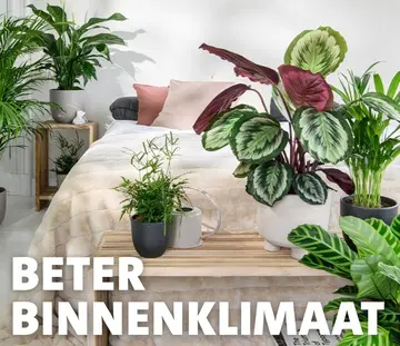 Aanbieding: Groene kamerplanten