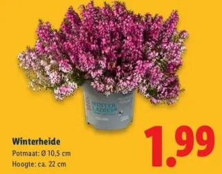 Aanbieding: Winterheide