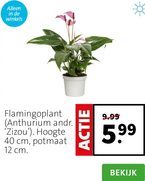 Aanbieding: Flamingoplant