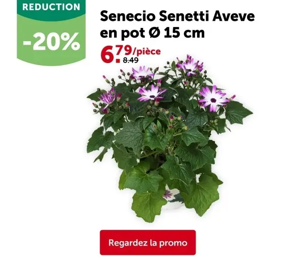 Offre: Senecio Senetti Aveve