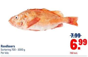 Aanbieding: Roodbaars