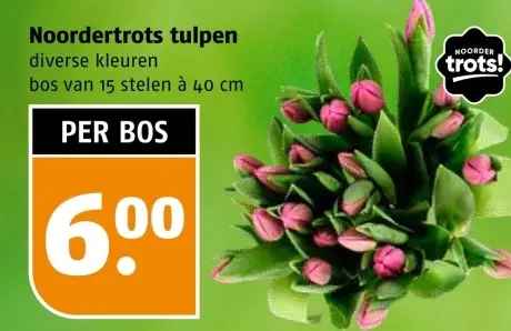 Aanbieding: Noordertrots tulpen