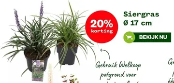 Aanbieding: Siergras