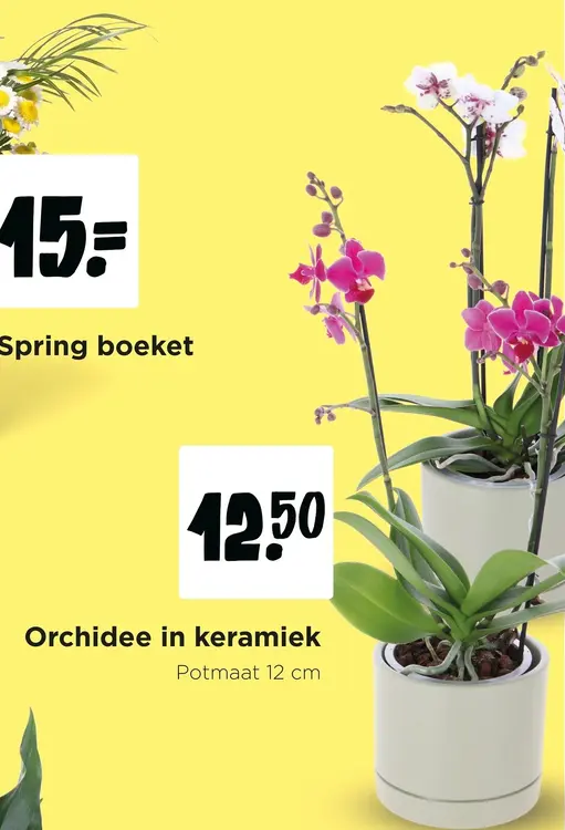 Aanbieding: Orchidee in keramiek