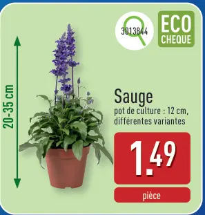 Offre: Sauge