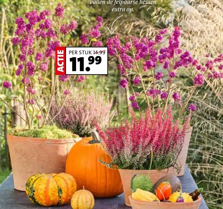 Aanbieding: Schoonvrucht
