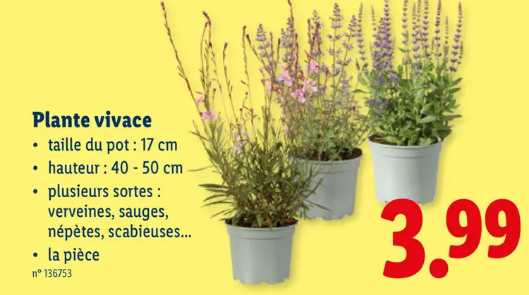 Offre: Plante vivace