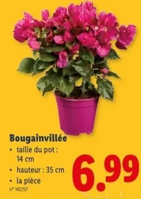 Offre: Bougainvillée