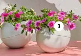 Aanbieding: Minipetunia