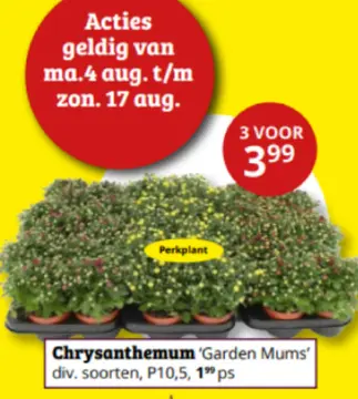 Aanbieding: Chrysanthemum 'Garden Mums'