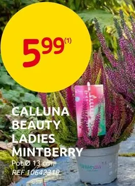 Promotie: Calluna Beauty Ladies Mintberry