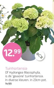 Aanbieding: Tuinhortensia