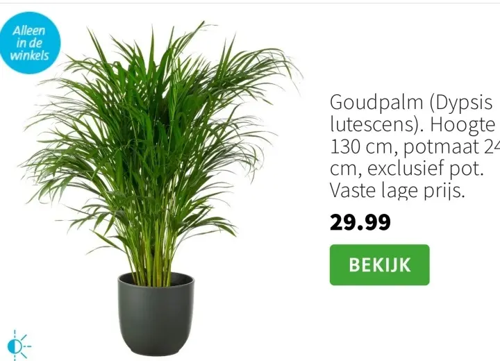 Aanbieding: Goudpalm (Dypsis lutescens)