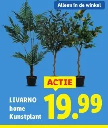 Aanbieding: LIVARNO home Kunstplant