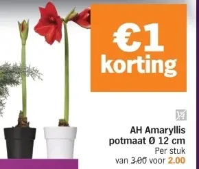 Aanbieding: Amaryllis