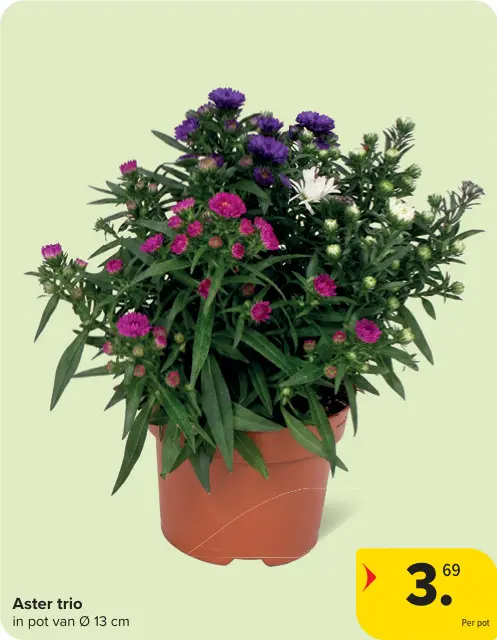 Promotie: Aster trio
