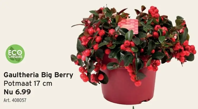 Promotie: Gaultheria Big Berry