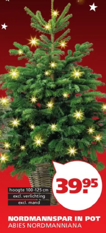 Aanbieding: Nordmannspar in pot