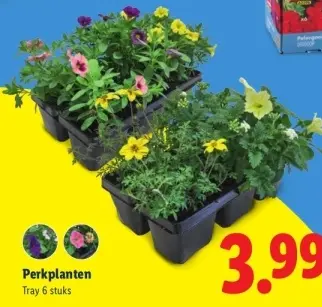 Aanbieding: Perkplanten